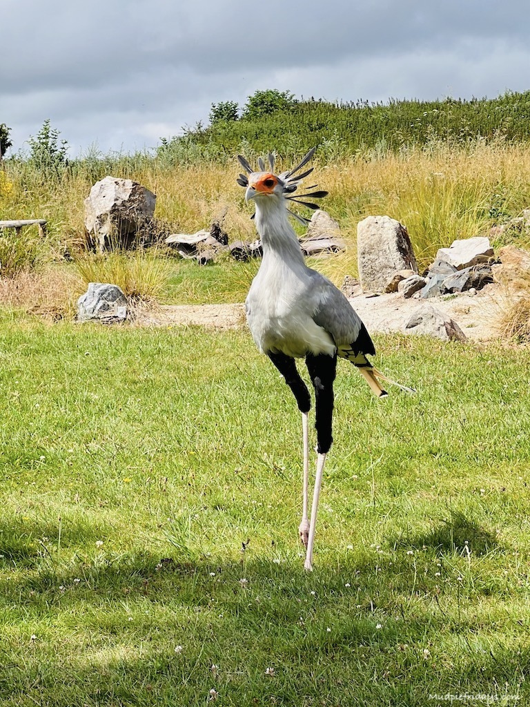 Secretary bird in the flying birds of prey show at the Hawk Conservancy
