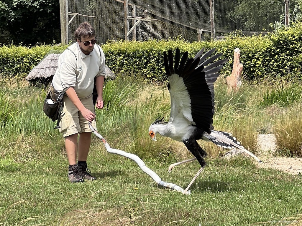 Secretary bird attacking a snake in the birds of prey show