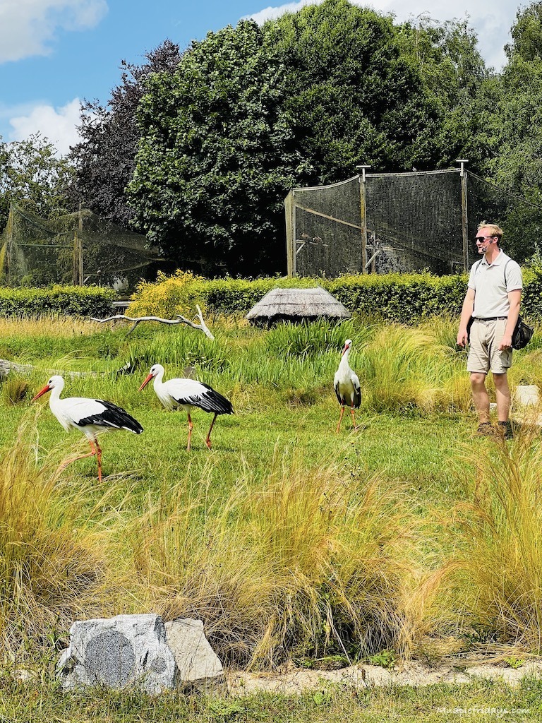 African storks on the ground in the birds of prey show