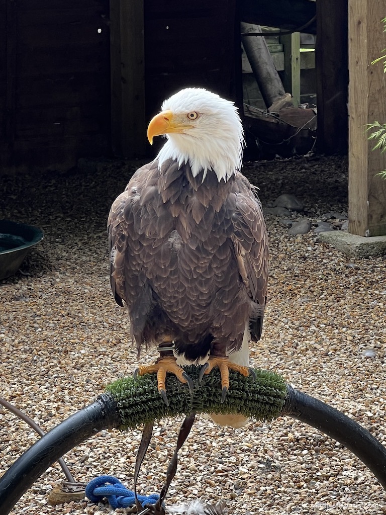 The white headed eagle on his perch at the Hawk Conservancy Trust in Andover Hampshire