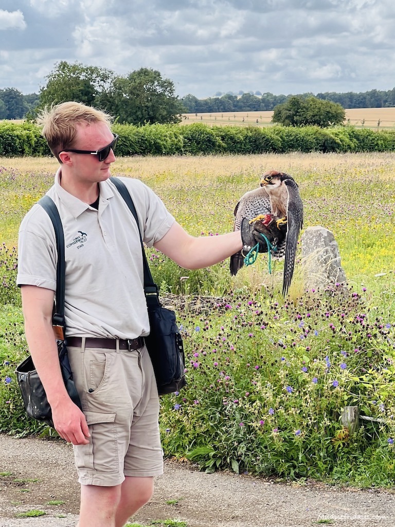 Masters of the Sky Flying Display one of the keepers holding a tanner falcon at the Hawk Conservancy trust