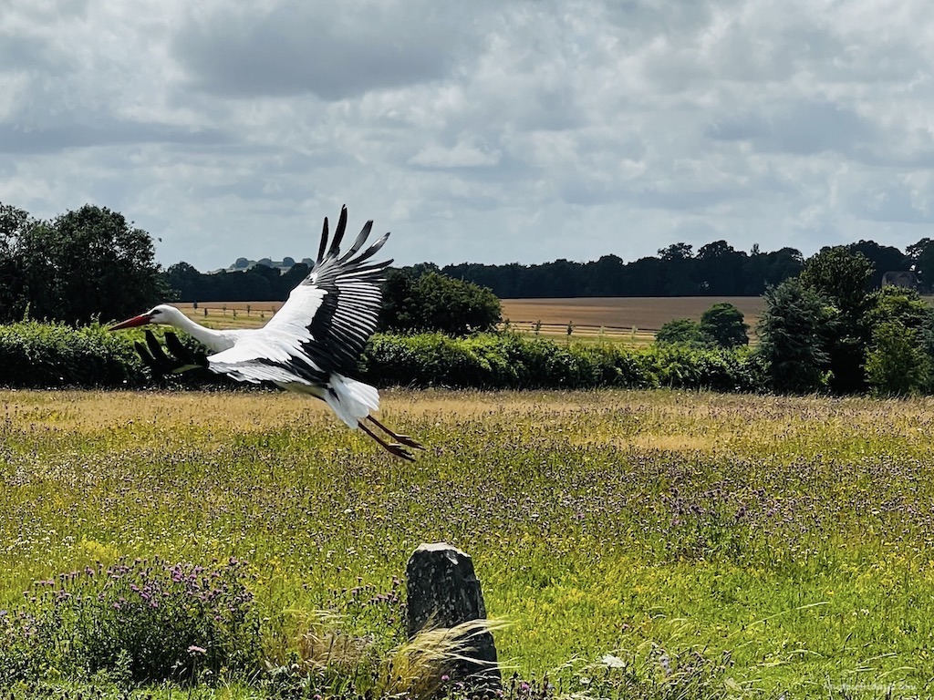 Masters of the Sky Flying Display an African Stork