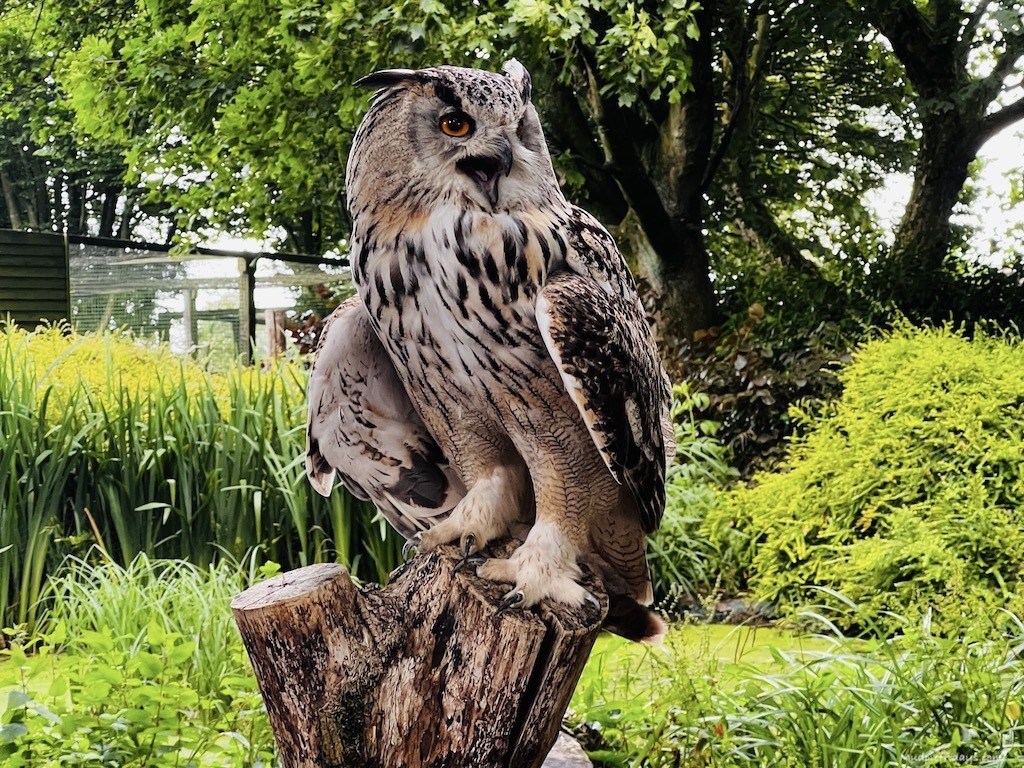 Woodland Owls Flying Display at the Hawk Conservancy Trust part of their owl experience