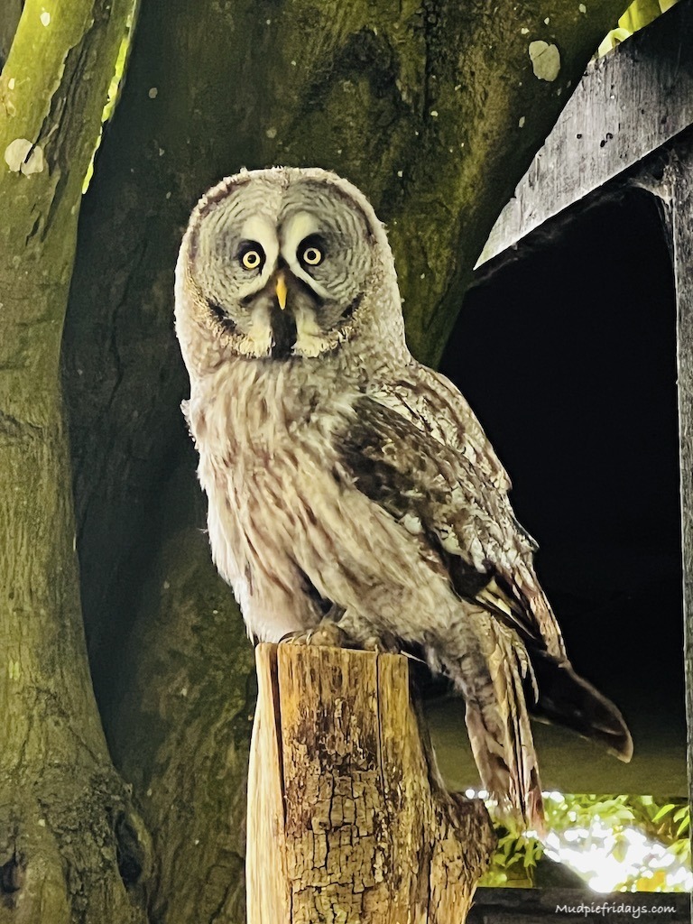 Woodland Owls Flying Display at the Hawk Conservancy Trust part of their owl experience