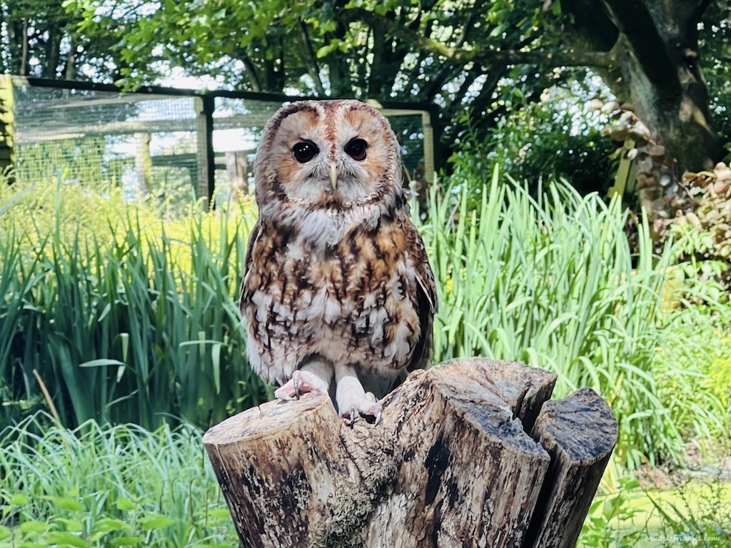 Woodland Owls Flying Display at the Hawk Conservancy Trust part of their owl experience