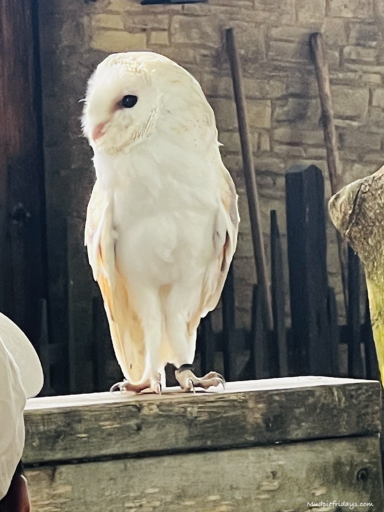 Woodland Owls Flying Display at the Hawk Conservancy Trust part of their owl experience