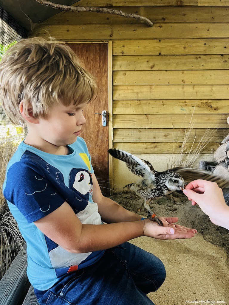 Harry holding a burrowing owl in the VIP Owl Experience at Hawk Conservancy Trust