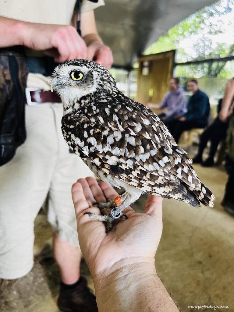 VIP Burrowing owl handling experience at Hawk Conservancy Trust