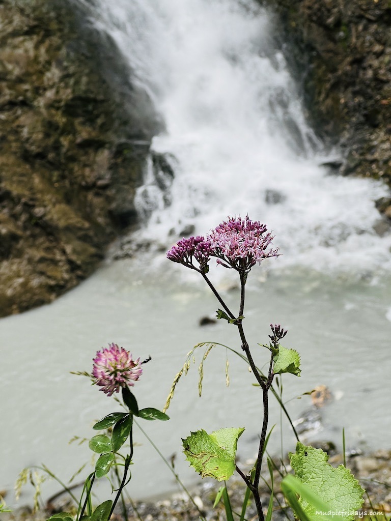 mountain flowers with the waterfall in the background liechtensteinklamm