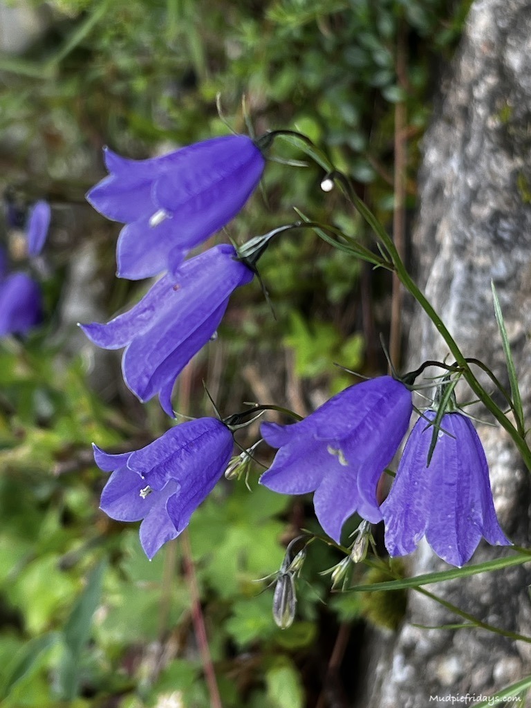 purple Alpine flowers