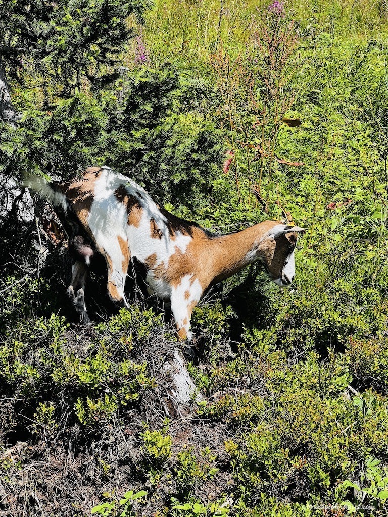 Goats on the Rosenalm mountain in Austria around the Fichtensee area