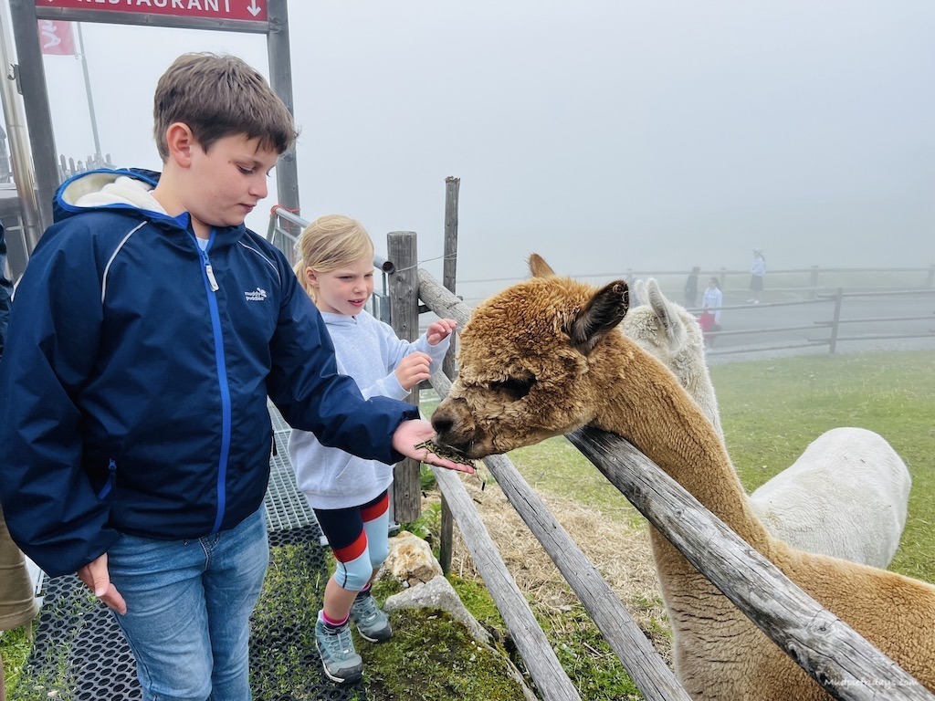 Feeding the alpacas at the top of Ahorn mountain in Zillertal itinerary
