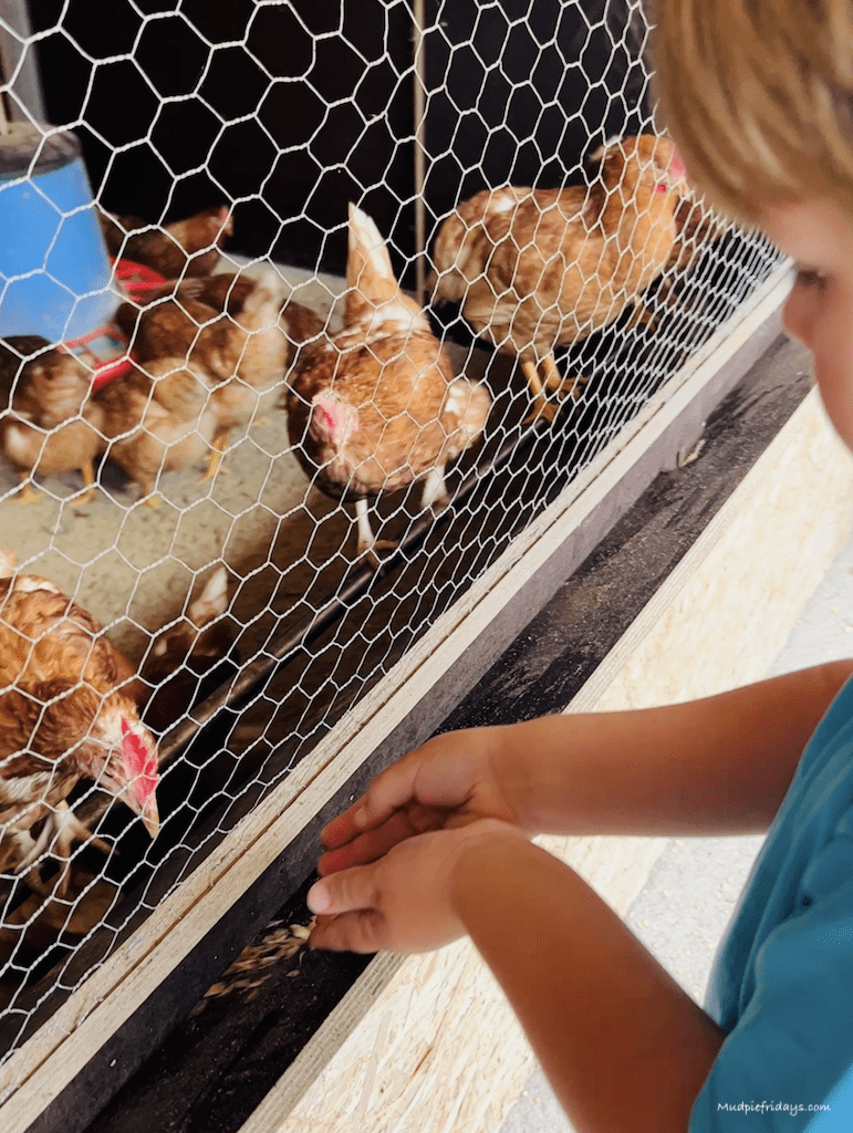 Harry feeding the chickens at the petting farm within the cheese factory mayrhofen