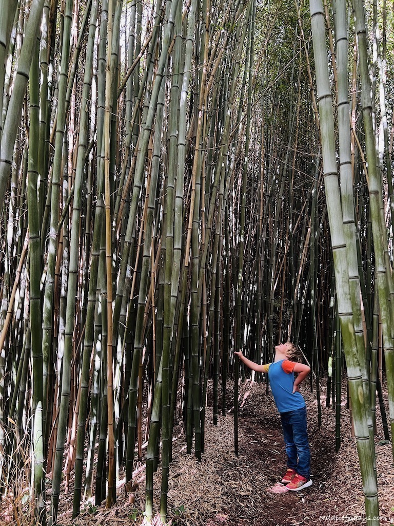 Harry standing in the bamboo forest at the botanical gardens - things to do in La Gacilly