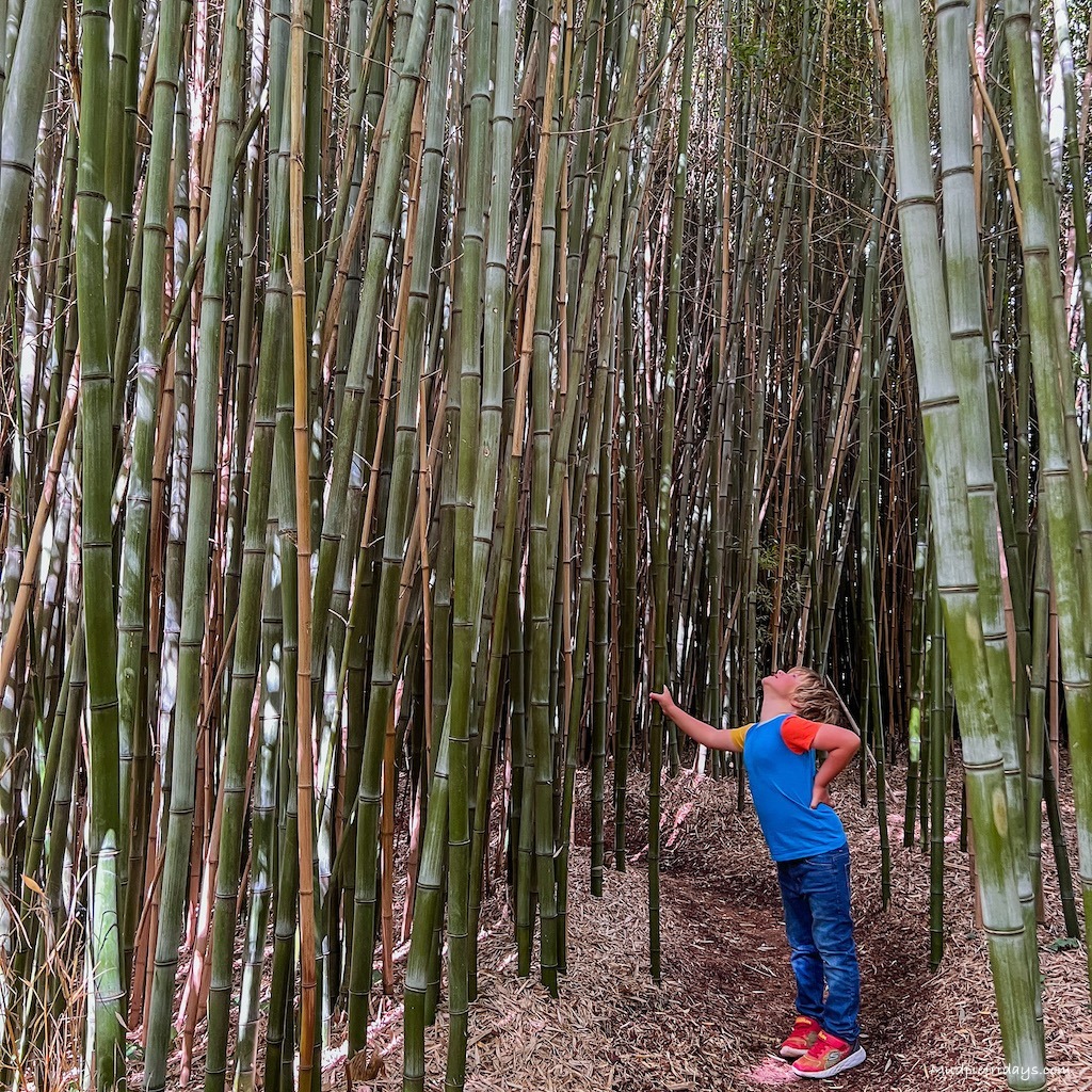 Harry looking at the bamboo in the Yves Rocher Botanical Gardens