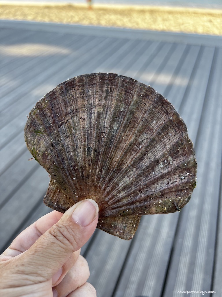 A scallop shell that we found on Benodet beach in Brittany