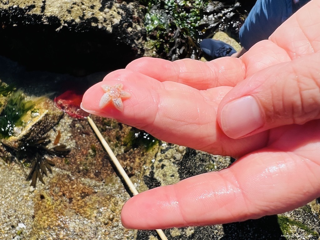 a star fish that is the same size as child's finger tip