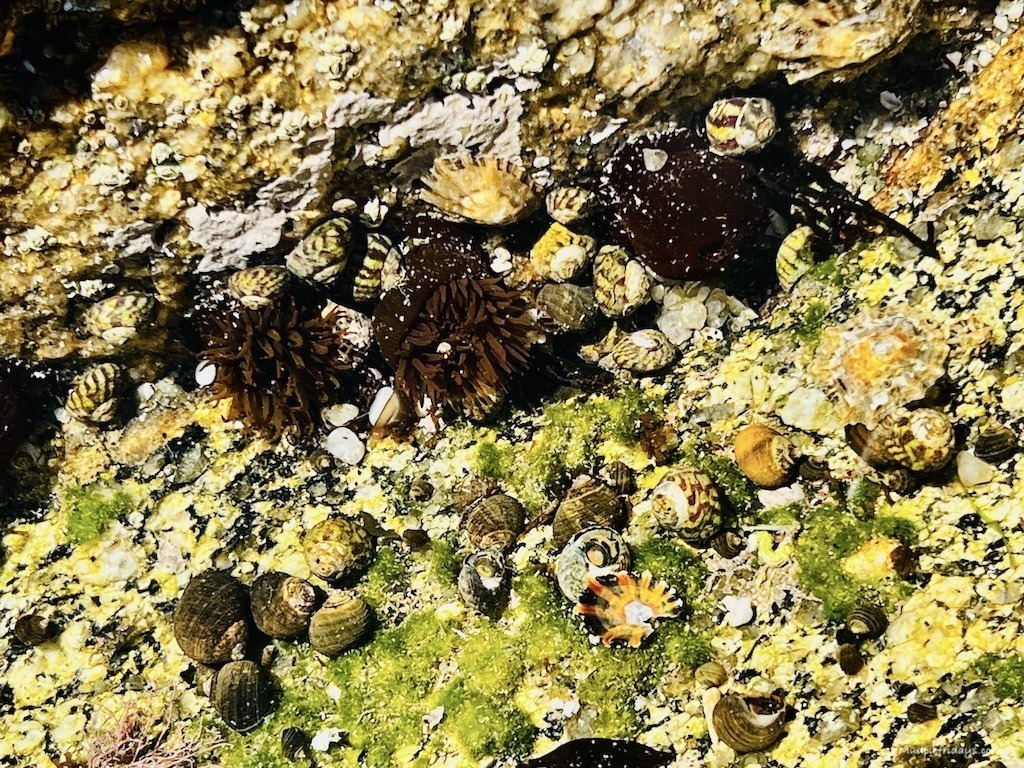 Some of the marine life we found while rock pooling in brittany