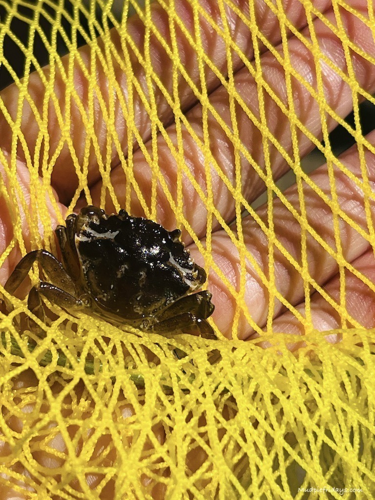 A little black crab in a yellow net
