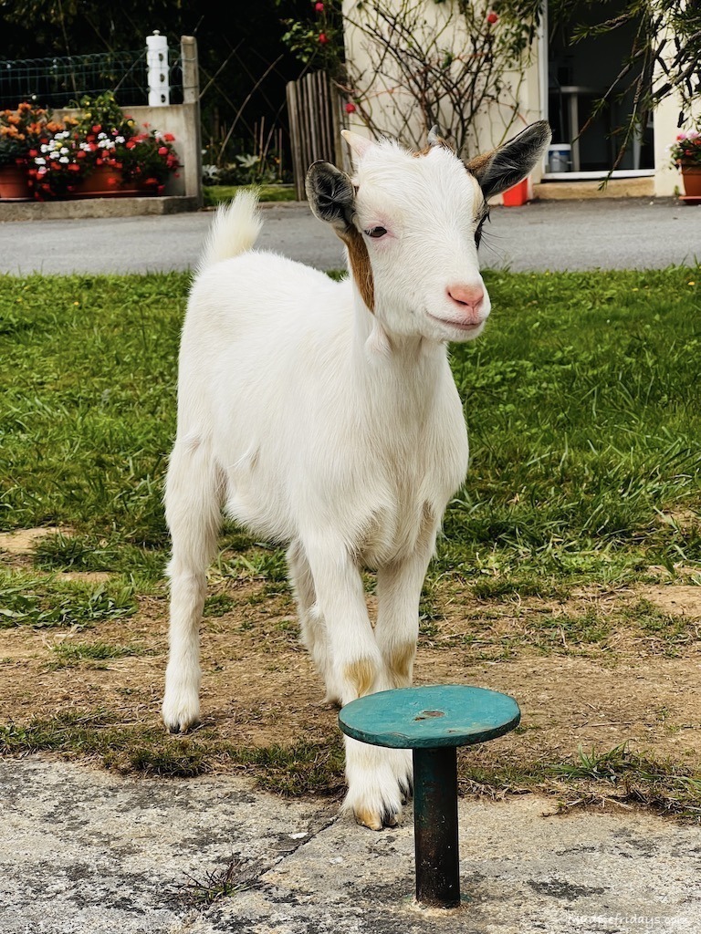 A little goat waiting for us at on the the locks along the river in Brittany