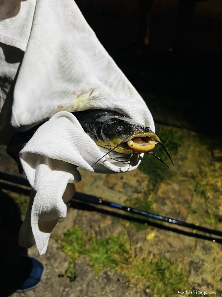 A cat fish that the boys caught