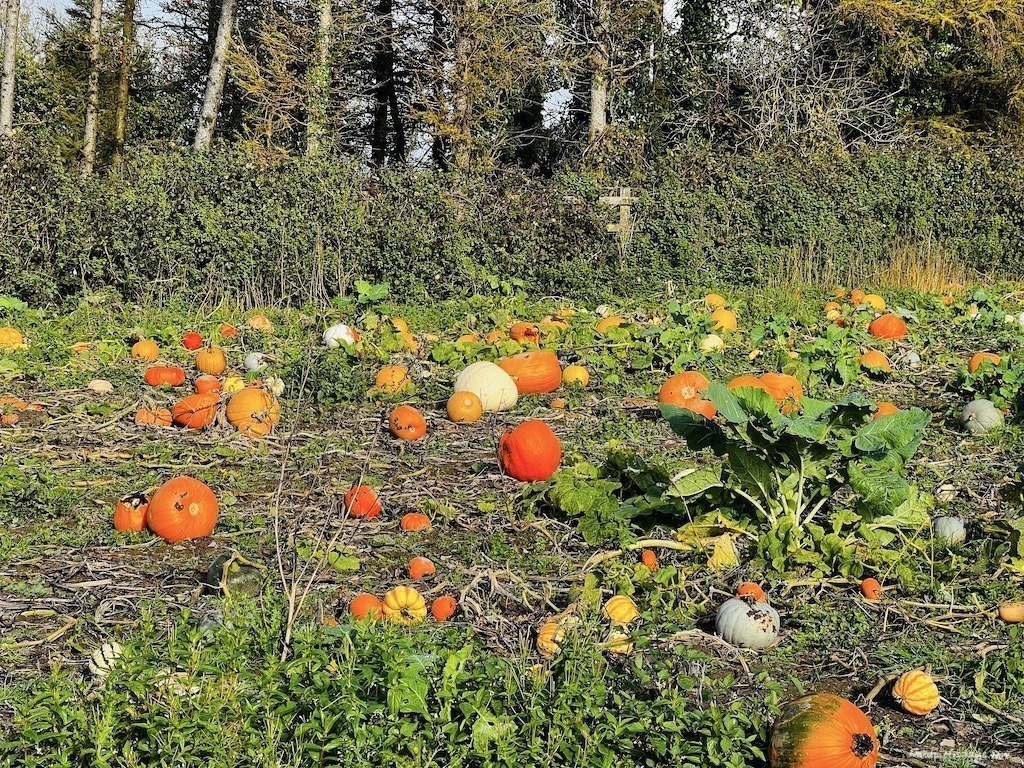 the variety of the different pumpkins which you can pick at the strawberry fields farm shop