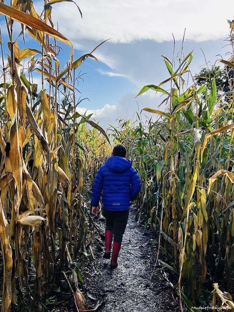 Charlie walking amongst the tall sweetcorn in the maze