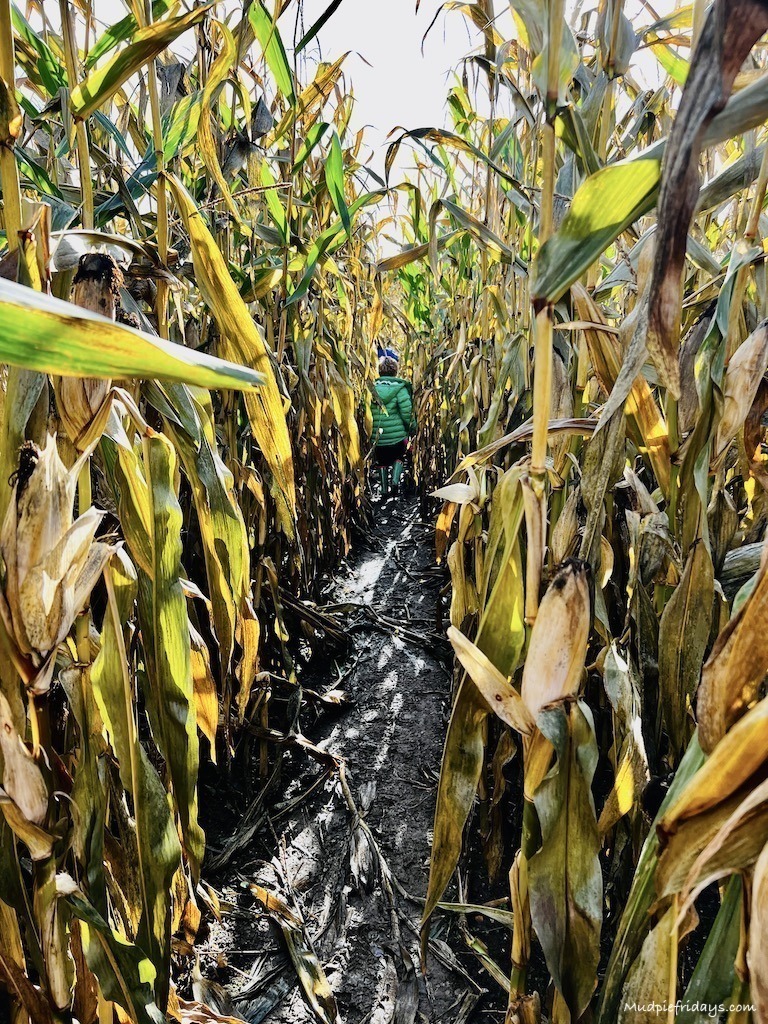 Harry walking amongst the tall sweetcorn in the maze