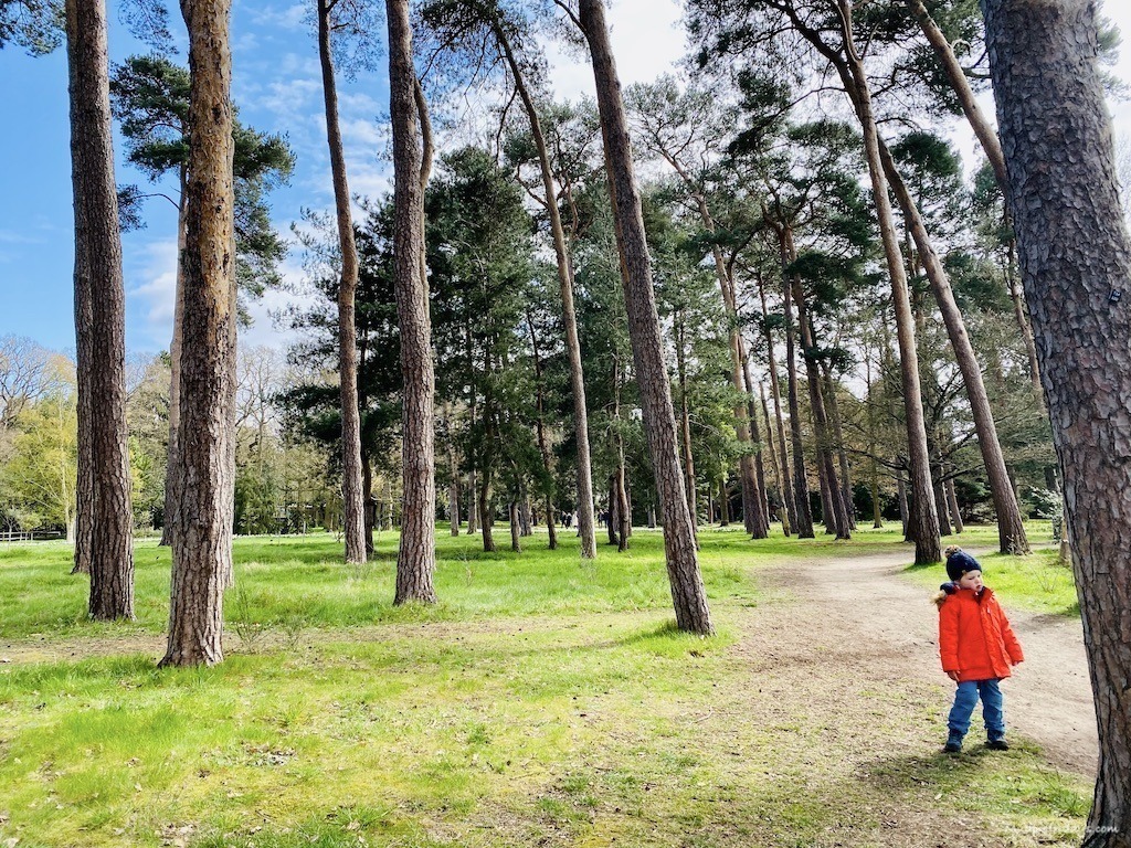 Harry in the Pinetum amongst the trees