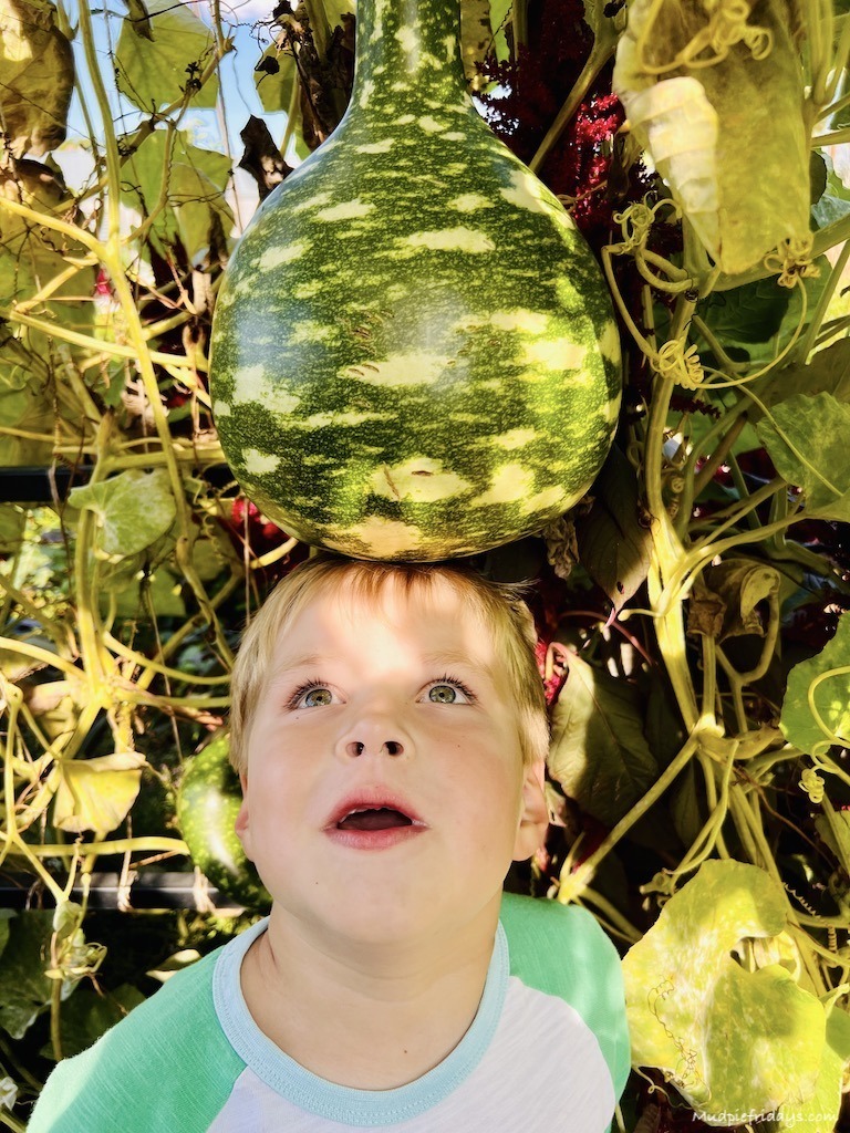 Harry with a swan gourd at RHS Wisely Gardens