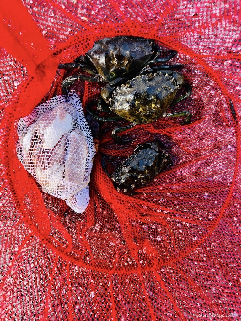 three crabs in a red net
