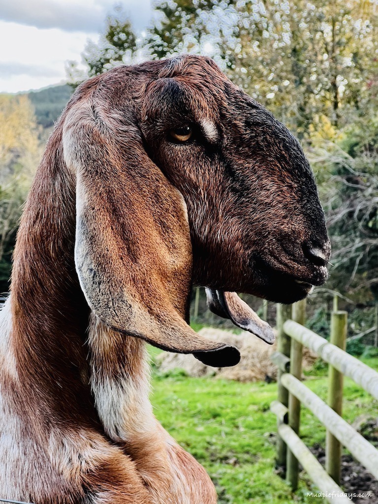 One of the goats at the farm stay Cornwall waiting to be fed