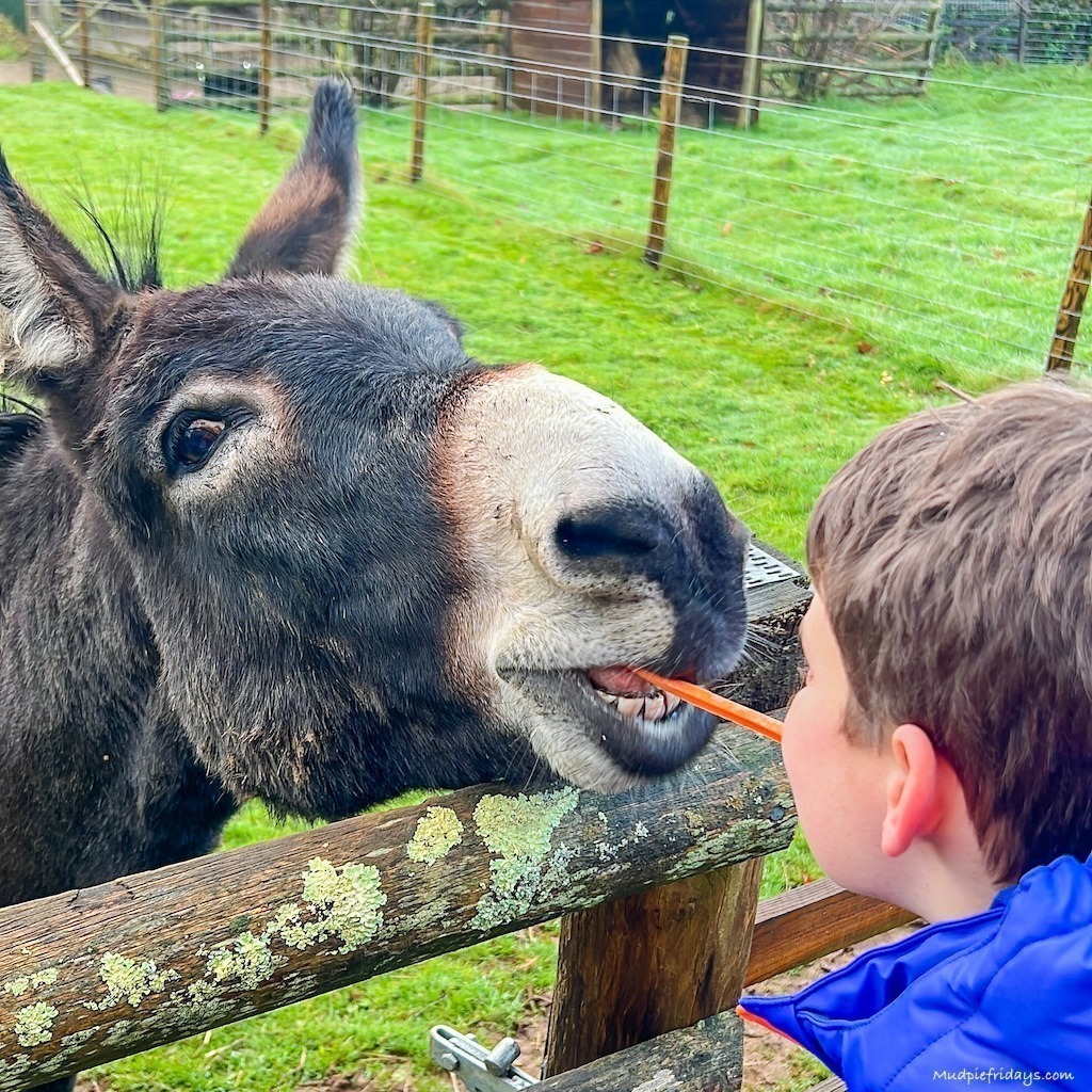 Charlie feeding a donkey with a carrot