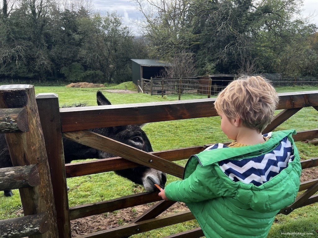 Harry feeding a donkey with a carrot