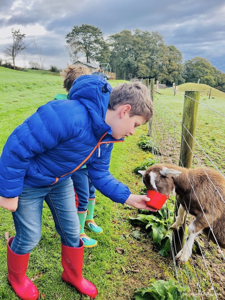 Charlie feeding one of the baby goats while on a family holiday in Cornwall