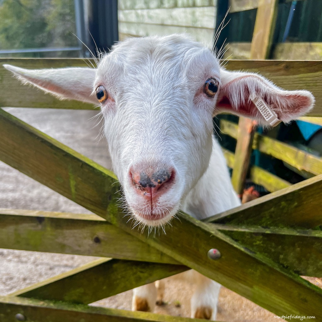 One of the goats at the farm stay Cornwall waiting to be fed