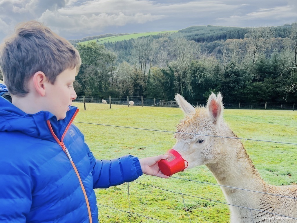 Charlie feeding one of the alpacas while on a family holiday in Cornwall