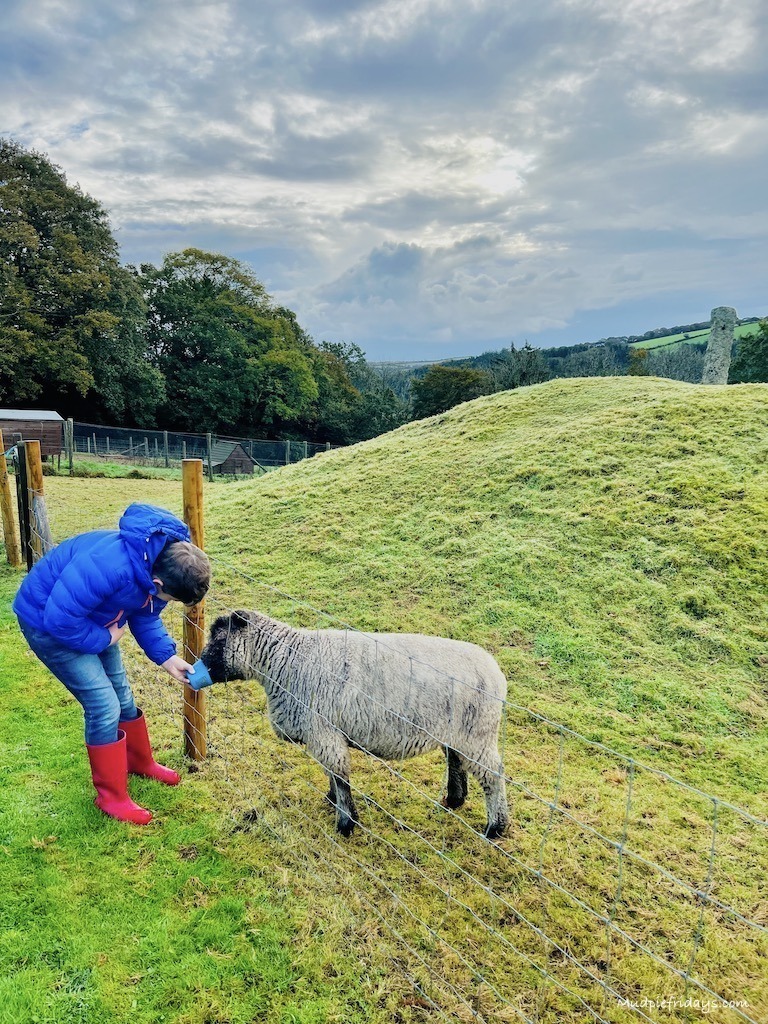 Charlie feeding the sheep at Glynn Barton Cottages Review