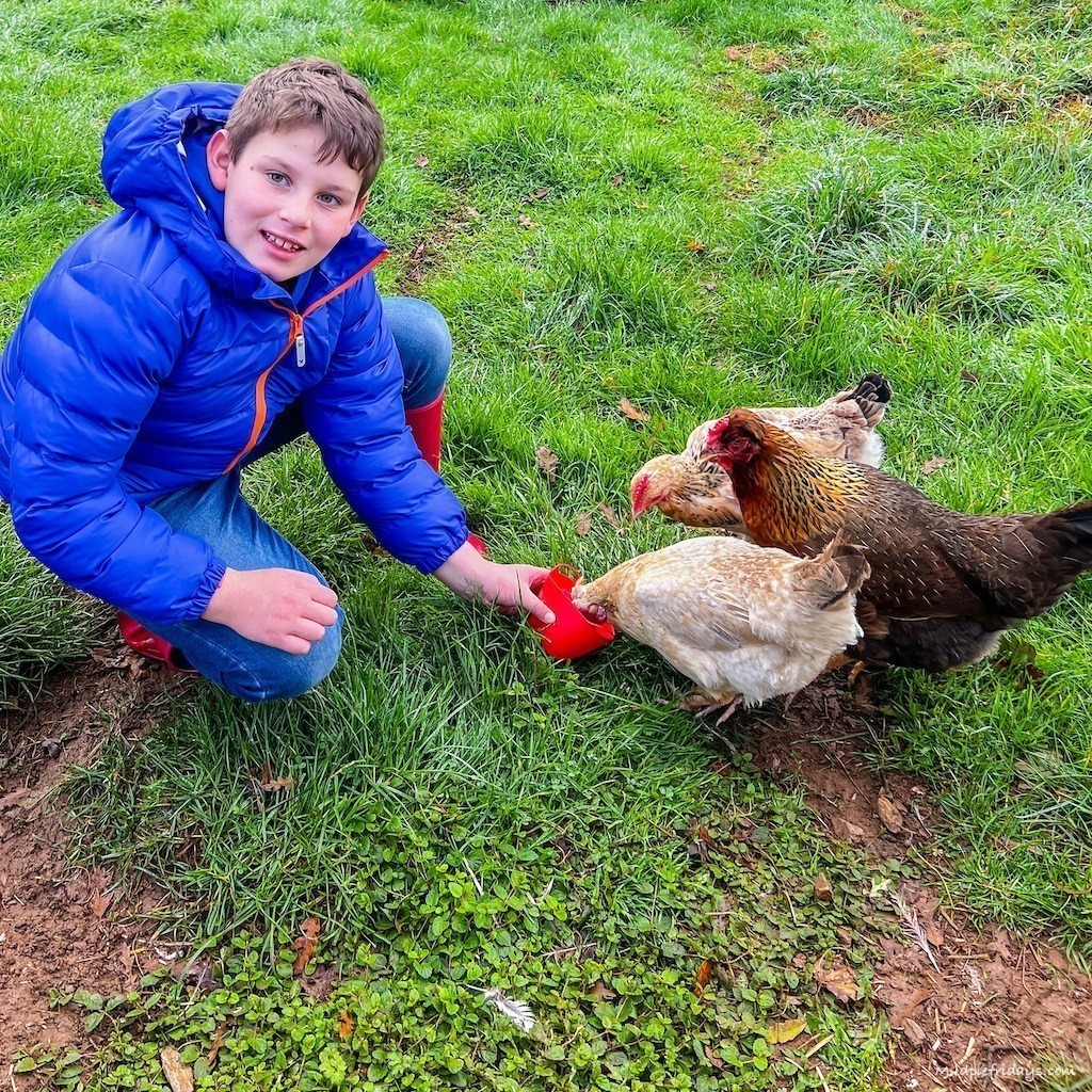Charlie feeding the chickens at Glynn Barton Cottages Review
