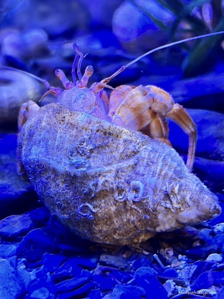 A hermit crab in a tank in Padstow Cornwall
