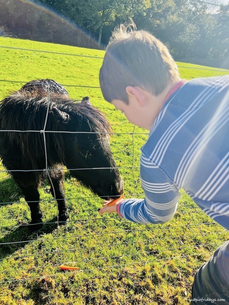 Charlie feeding the Shetland ponies
