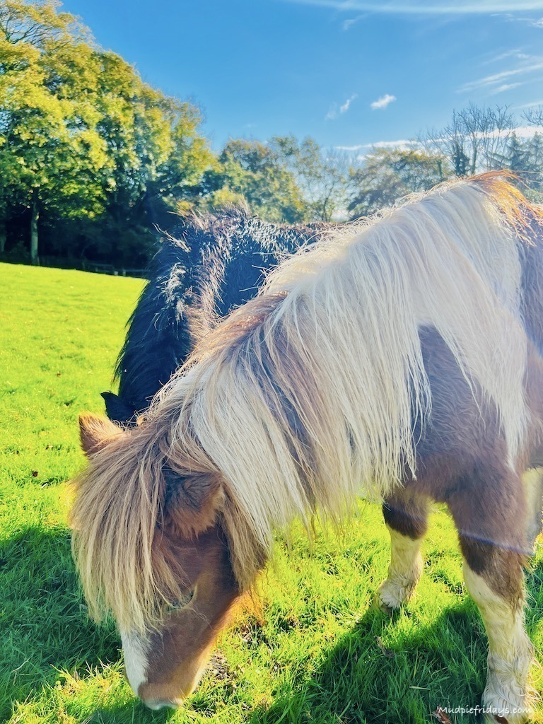 The shetland ponies
