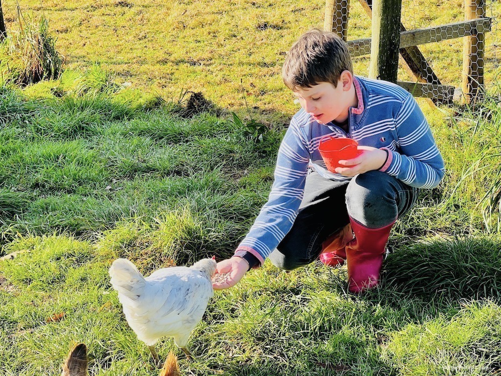 Charlie feeding the chickens at Glynn Barton Cottages Review