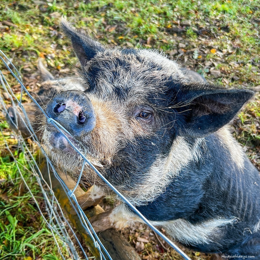 Pigs looking to be fed at a farm stay in Cornwall