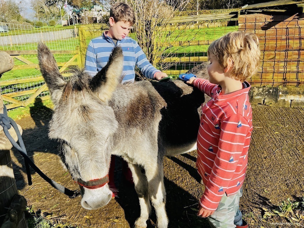 The boys grooming the donkey at Glynn Barton Cottages as part of the young farmers experience - farm stay in Cornwall