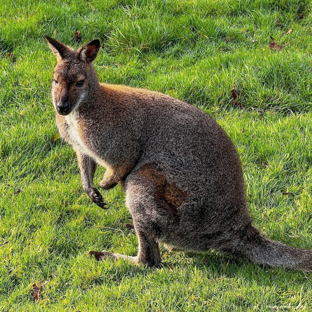 One of the wallabies
