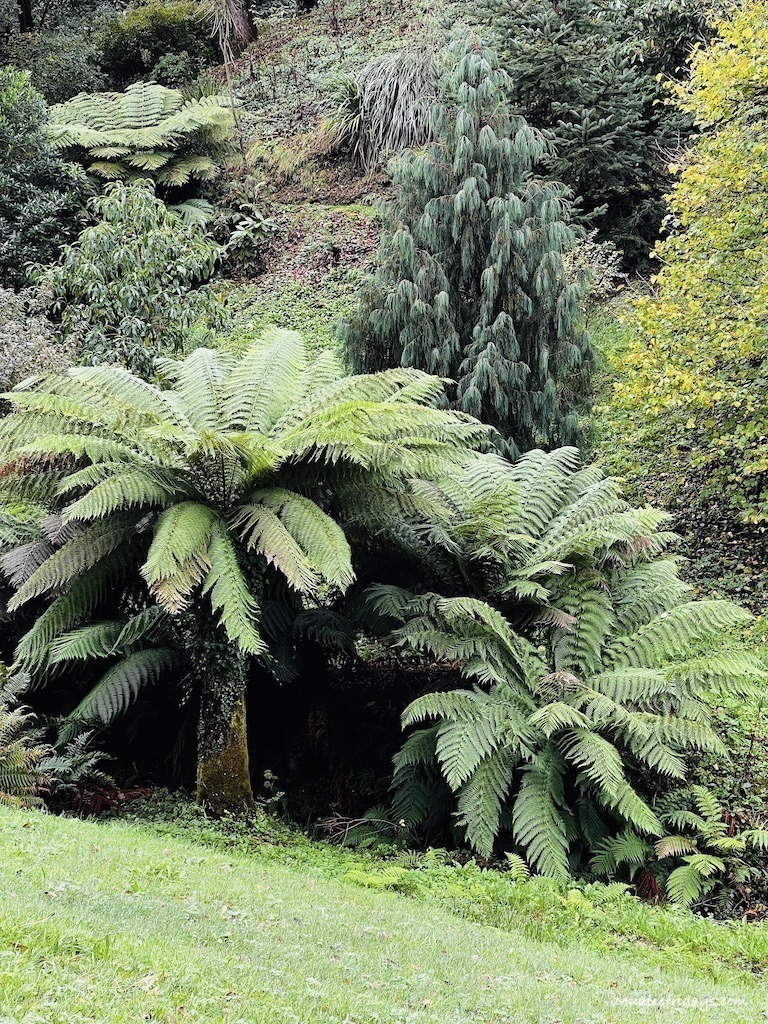 Some of the tropical plants including tree ferns in the gardens.