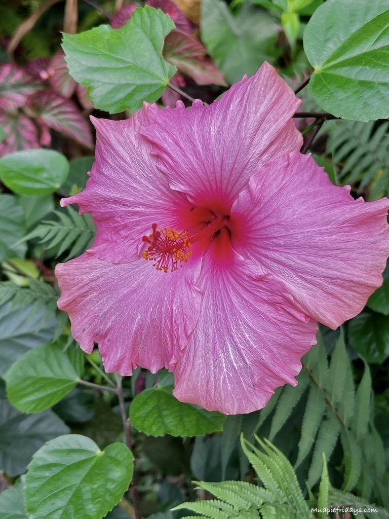 Some of the flowers that we saw inside the Rainforest Biome