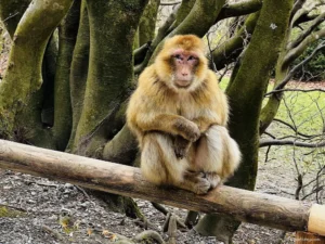 Affenberg Salem - Monkey Mountain on Lake Constance