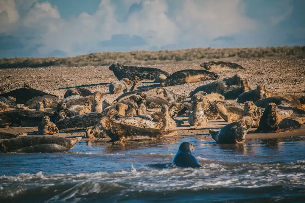 The seals at Blakeney point in Norfolk